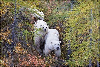 Polar Bears in a Tamarack Forest Wayne Lynch ©